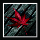 Leaf Live Wallpaper icon