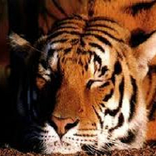 Animal Sounds dans la nature