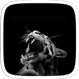 Black Leopard