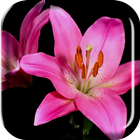 Blooming Flowers Live Wallpap icon