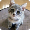 Animal Sound Library APK