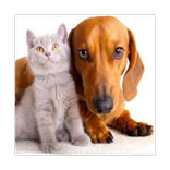 Anjing dan Kucing gambar