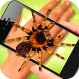 Spinne auf der Hand. Lustig