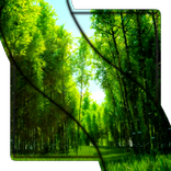 Green Forest HD Video LWP