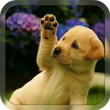 Dog Breeds