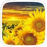 Sunflower Tema