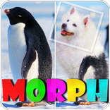 Morphing Animals. Dog