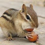 Animal Sounds(Recognize words)