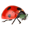 Base Jumping Ladybug APK