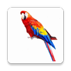 El Loro - Repite lo que dices, habla y te contesta APK