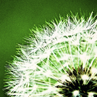 Pollen-Vorhersage icon