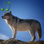 Animal sounds and photos