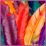Pluma de colores