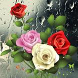 Drop Roses
