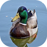 Duck Sounds mp3