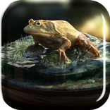 Frog Amazing Graphics LiveWP