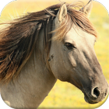 Horse Puzzles Free