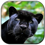 Black Panther