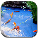 Koi-Fischteich