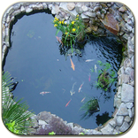 Koi pond