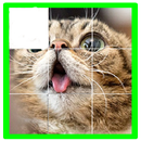 cat puzzle-APK