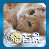 Aha-Experience Scenes of Cats