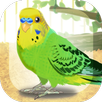 Parakeet Pet APK