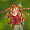 Animals Disease List APK