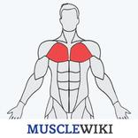 MuscleWiki Fitness