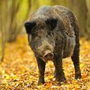 Feral Pig Damage aplikacja