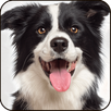 Find a Dog - Hidden Object APK