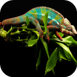 Chameleon Live Wallpaper