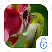 Humming bird dragonfruit theme APK