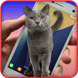 Cat On Screen Prank