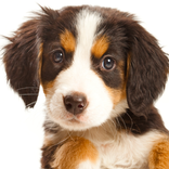 Dog Puppies