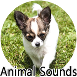 real animal sounds