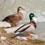 Duck Hunting Game Calls