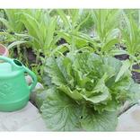 Garden Pest Control