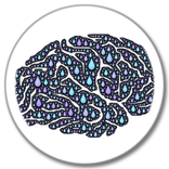 Brain