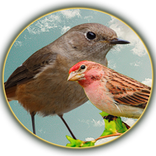 Song of the Birds