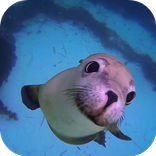 Sea Life HD Video Wallpapers G