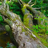 Nature Sound Central