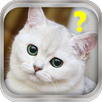 Cat assistant simulator APK
