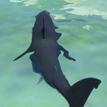 Shark Attack Deep Sea Adventures