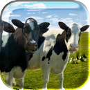 Singing and Dancing Cow LiveWP APK