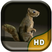 3D Squirrel Live Wallpaper APK