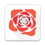 Petals Around the Rose