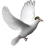 Commander Kabootar (Pigeon)