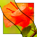 Plants Video LWP