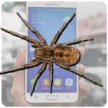 Spider in my phone